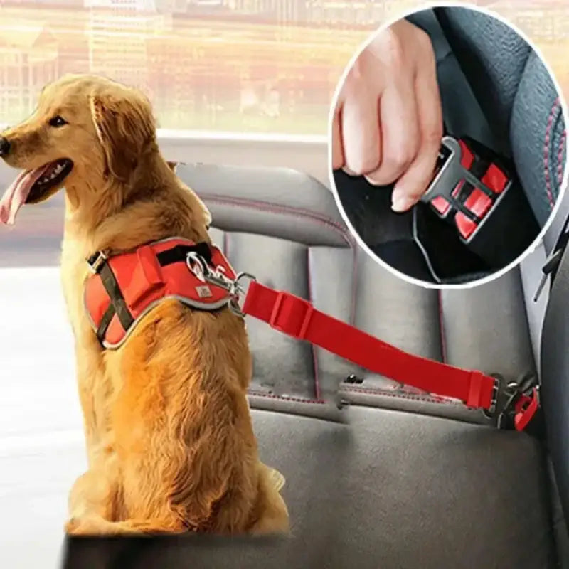 Dog car safety harness.