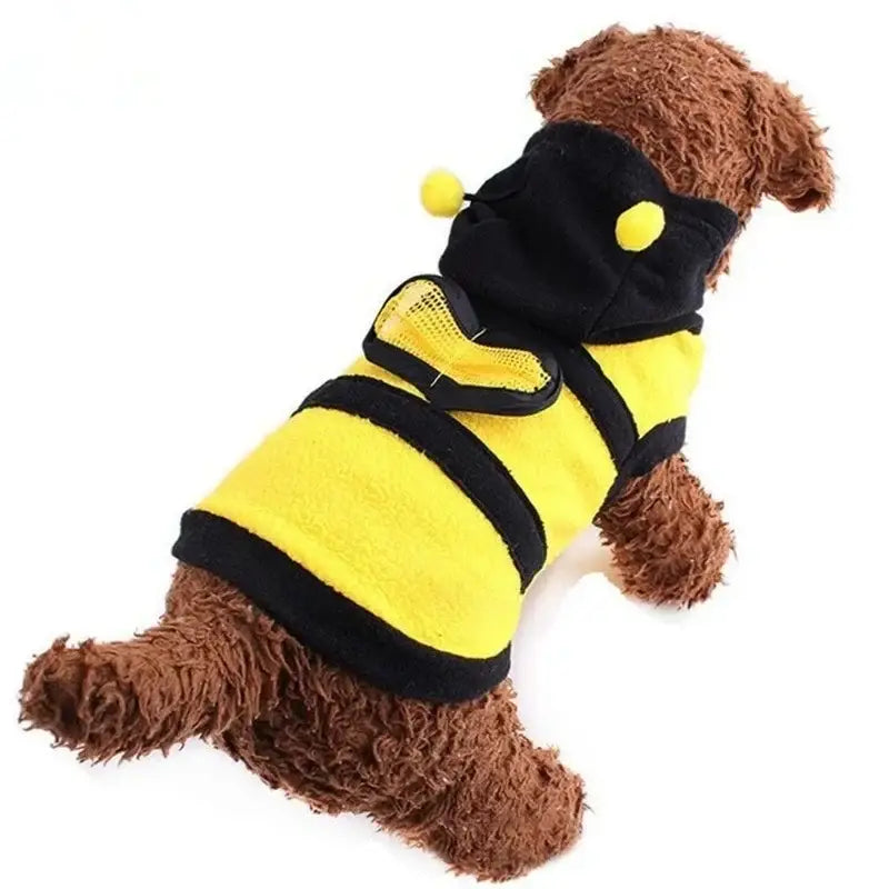 Brown dog wearing a bee costume.