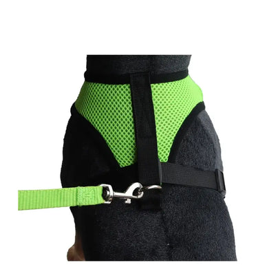 “Elevate Your Walks with Style and Safety”