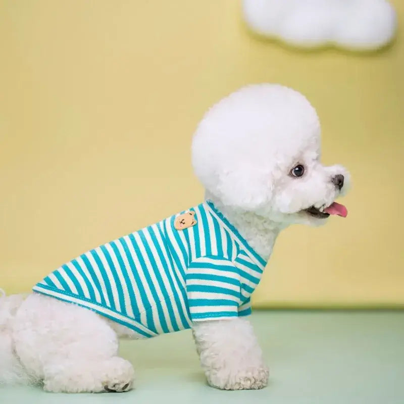 White poodle wearing a striped shirt.
