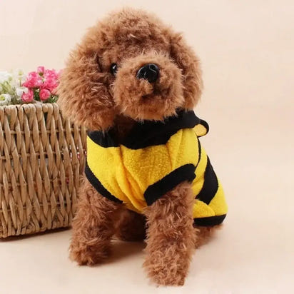 Brown poodle wearing a yellow and black striped sweater.