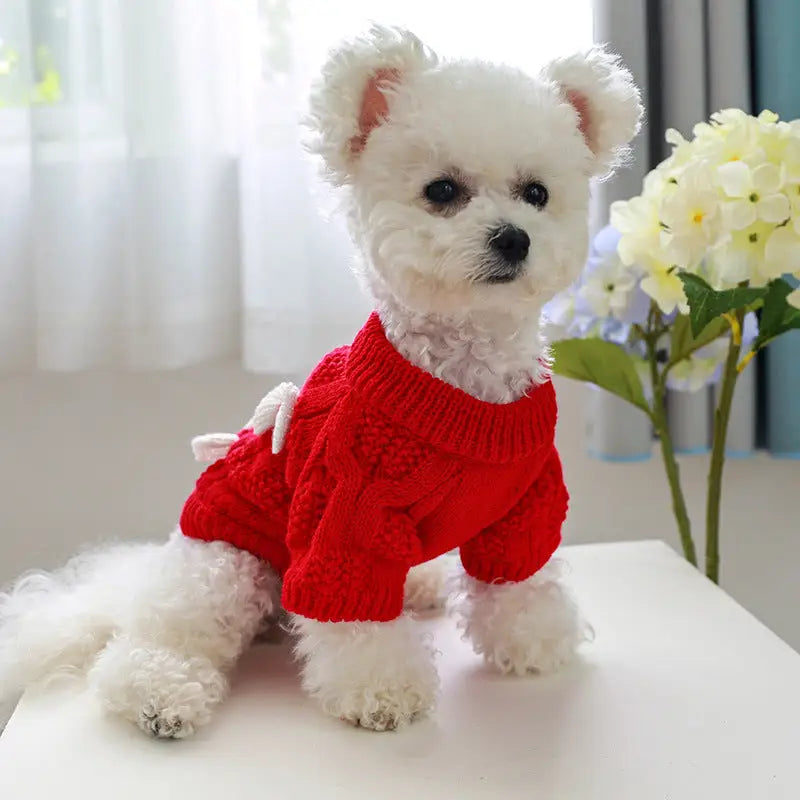 White dog wearing a red sweater.