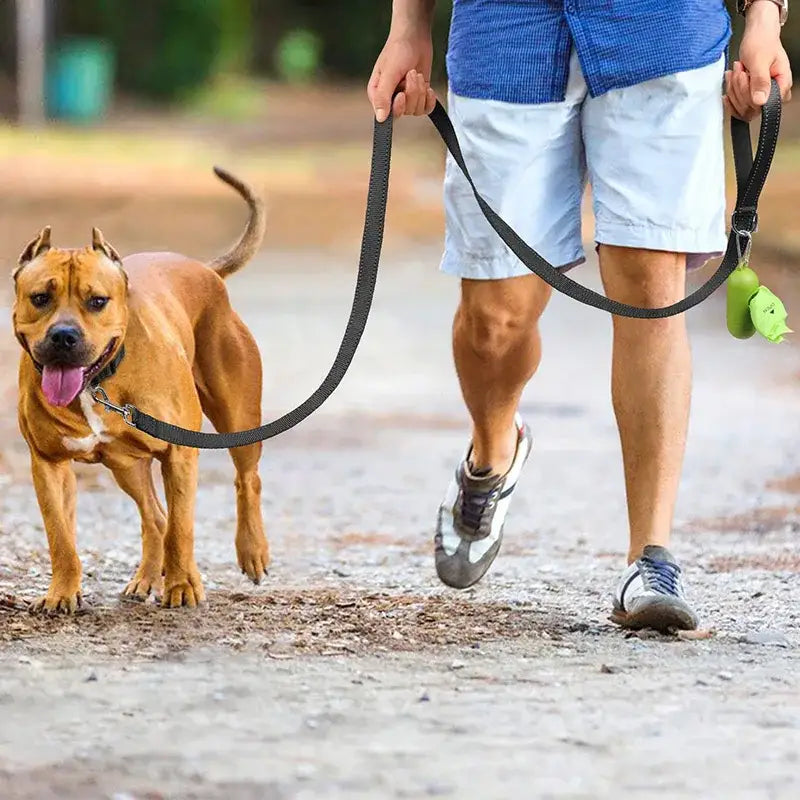 Dog on leash with Cats Dogs Collar Lead Strap, perfect for dogs collar lead needs