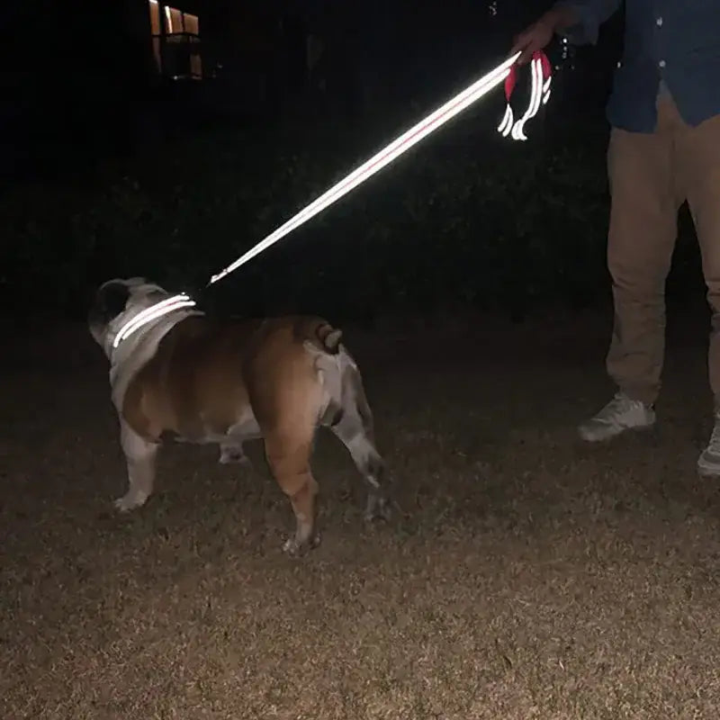 Bulldog wearing a reflective dogs collar lead from Cats Dogs Collar product line