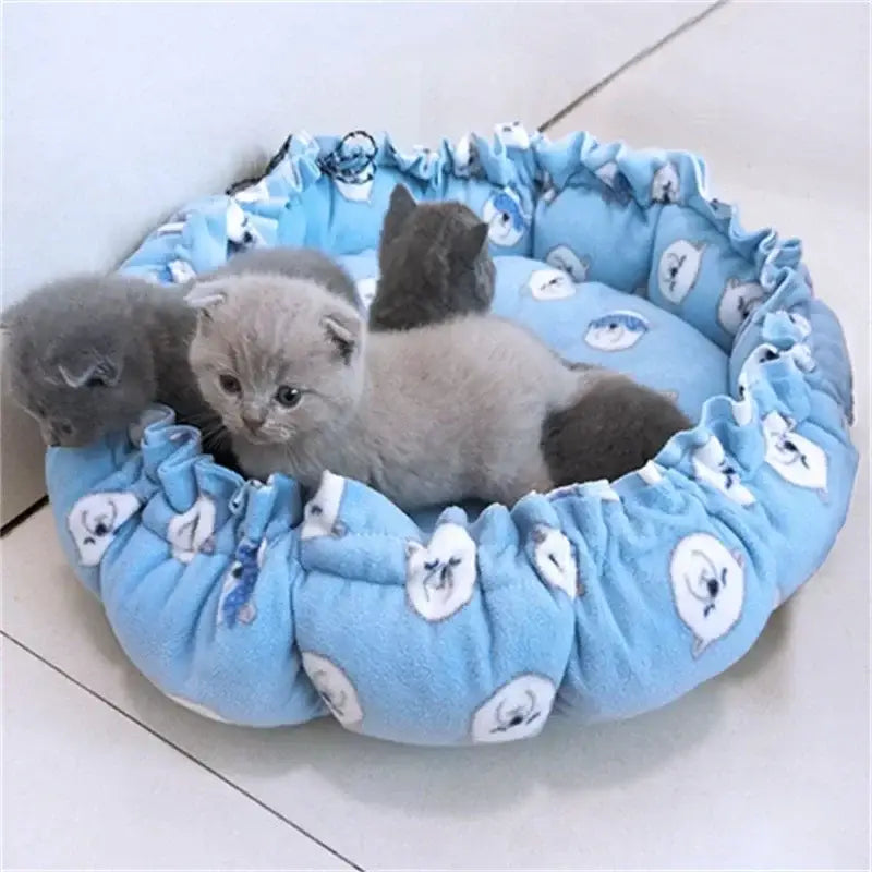 Blue cat bed with kittens.