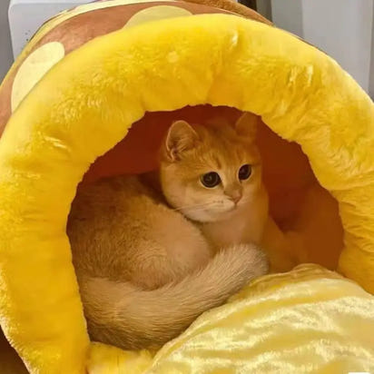Orange cat in yellow plush mushroom bed.