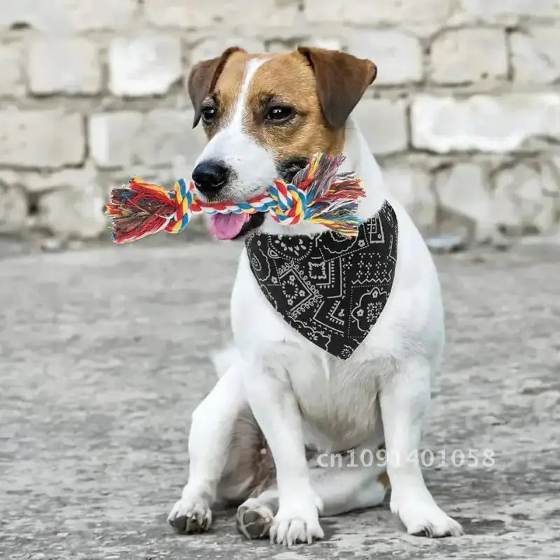 Jack Russell Terrier with bandana and rope toy.