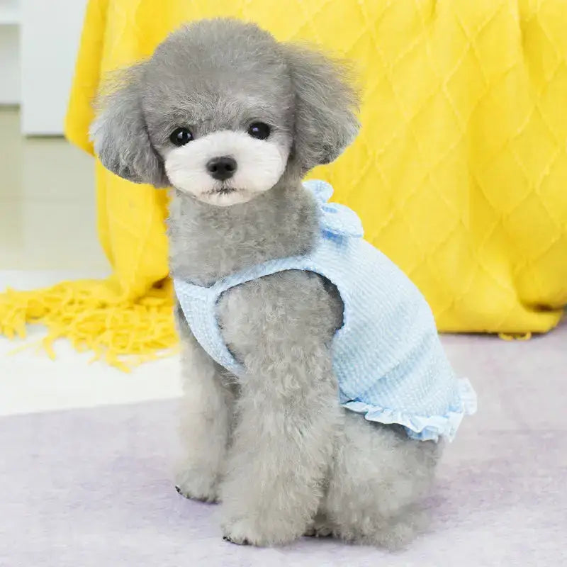Gray poodle puppy in blue dress.