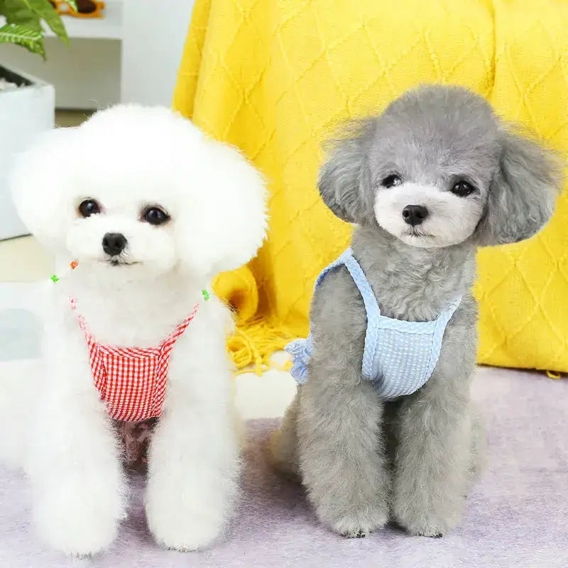 Two toy poodles wearing overalls.