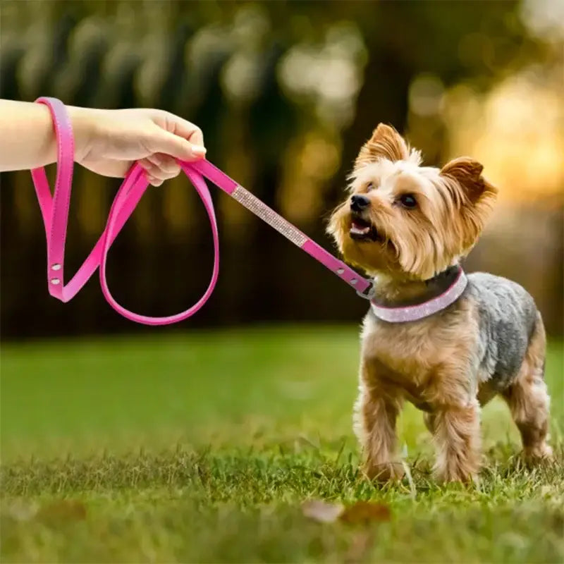 Yorkie on a pink leash.