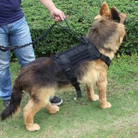 German Shepherd wearing a black dog tactical collar in the tactical collar training set