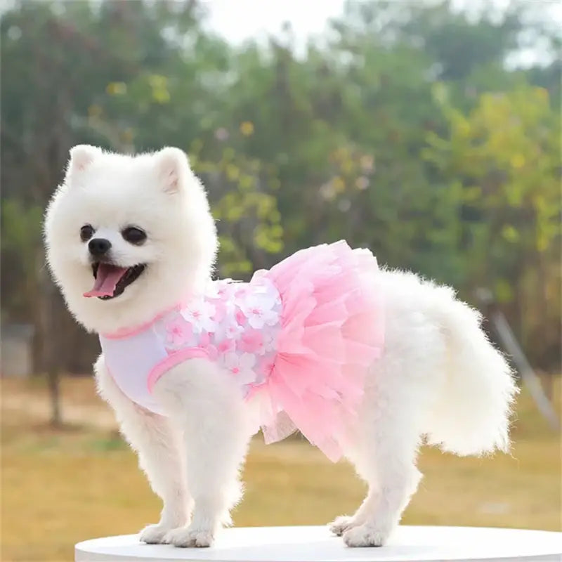 White Pomeranian in pink tutu.