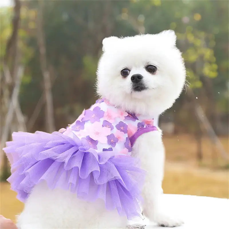 White dog wearing a purple floral dress.