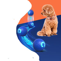 Toy poodle with bow tie playing with Pet Electric Gravitational Jumping Ball and blue interactive balls
