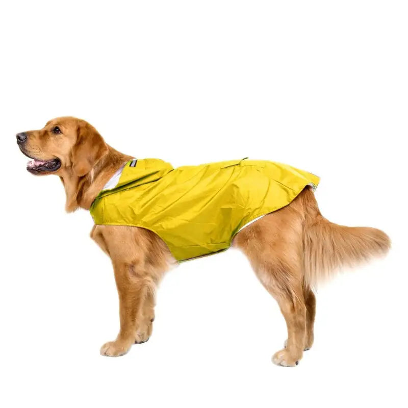 Golden retriever wearing a yellow pet raincoat outdoors, perfect for rainy days