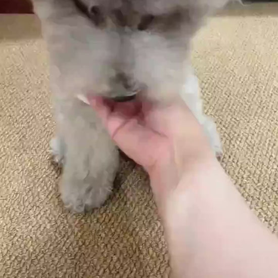 Pet Electric Gravitational Jumping Ball