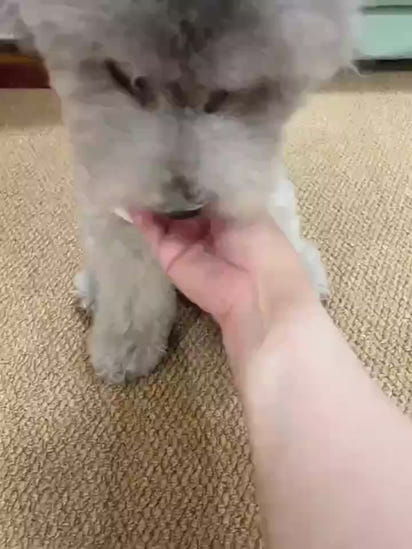 Pet Electric Gravitational Jumping Ball