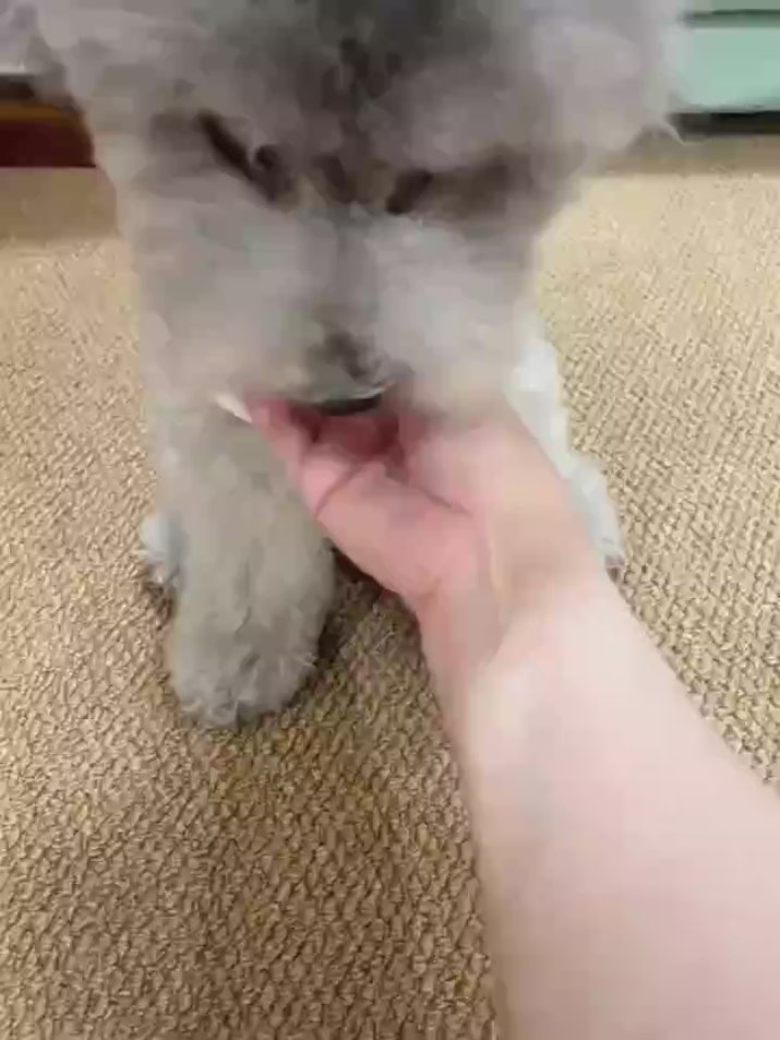 Pet Electric Gravitational Jumping Ball