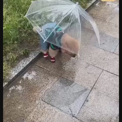 Transparenter Haustier-Regenschirm