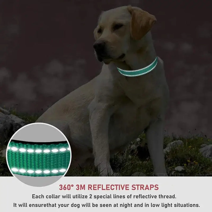 Reflective dog collar on a dog for safety and visibility during night walks