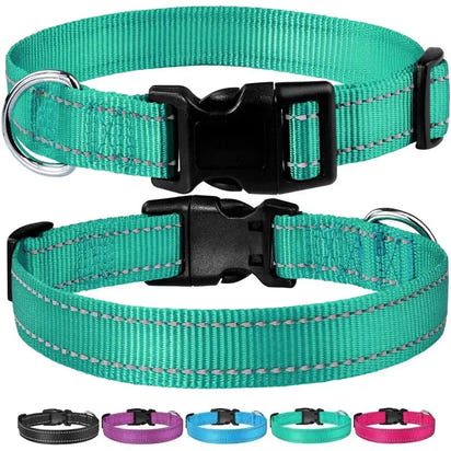 Reflective dog collar featuring two teal collars with black buckles for safety and style