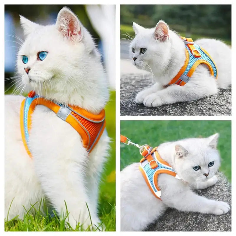 White cat wearing a colorful reflective pet harness from Reflective Pet Harnesses And Leashes Set