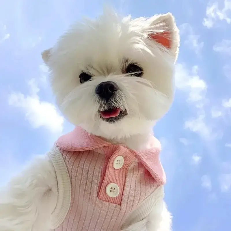 White dog wearing a stylish pink summer polo shirt for small dogs and cats