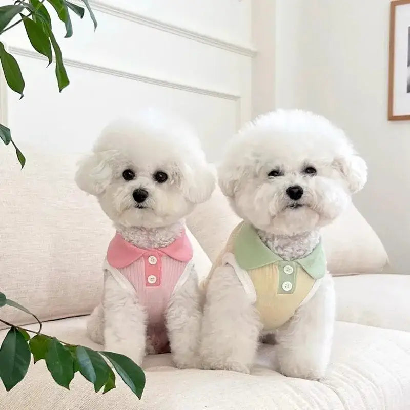 Two fluffy white small dogs cat wearing stylish pastel summer polo shirts