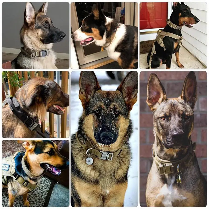 Collage of dogs wearing durable tactical collar nylon dog collars for outdoor adventures