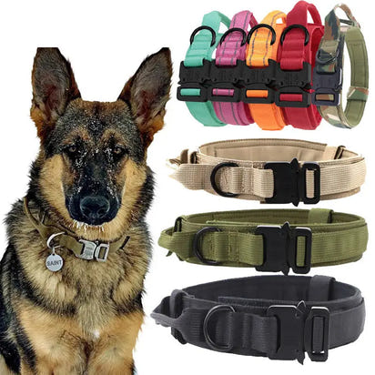 Dog wearing tactical collar nylon dog collar with various nylon dog collars in background