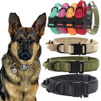 Dog wearing tactical collar nylon dog collar with various nylon dog collars in background